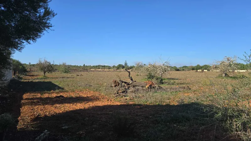 Building plot with approved finca project in Sa Cruta near Porto Cristo — photo 4