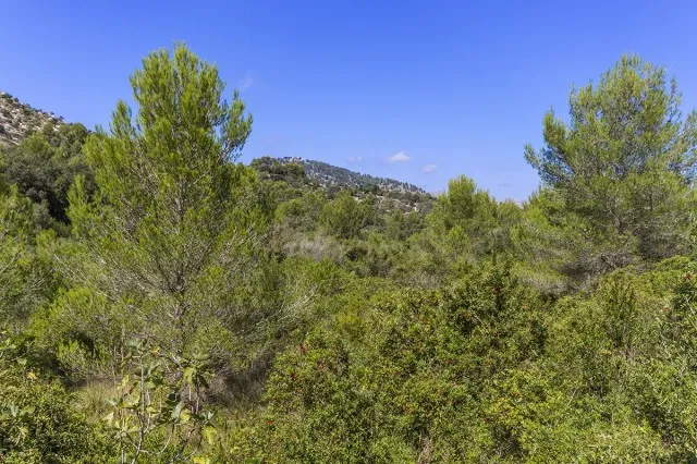 Large country plot for sale near the town of Pollensa, Mallorca — photo 2