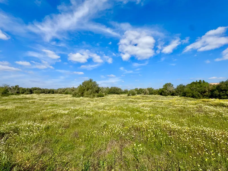 Exclusive rustic plot in a privileged setting near the best beaches of Mallorca — photo 2