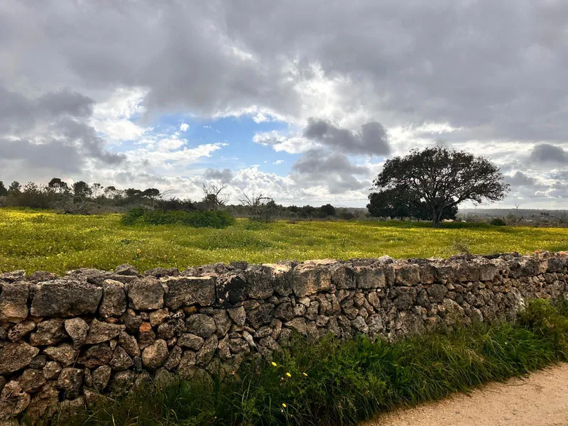 Rustic plot of 18,000 m2 in Sineu with building permit — photo 3