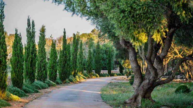 Historic estate in Llucmajor – with 27 hectares of private land and cypress avenue — photo 3