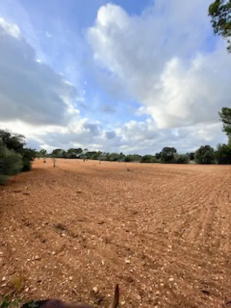 Rustic plot with license in Felanitx — photo 1