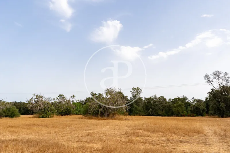 Exceptional Rustic Estate with Endless Possibilities for Sale in Sineu — photo 9