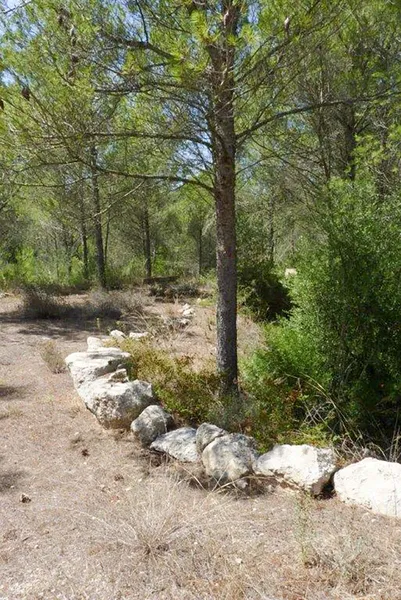 Rustic Finca with country house and own forest in Artà — photo 10