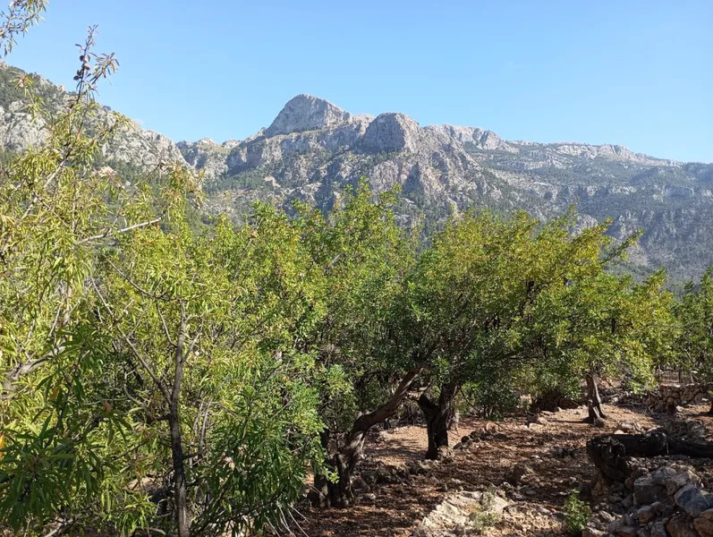 Sunny olive grove in Fornalutx — photo 1
