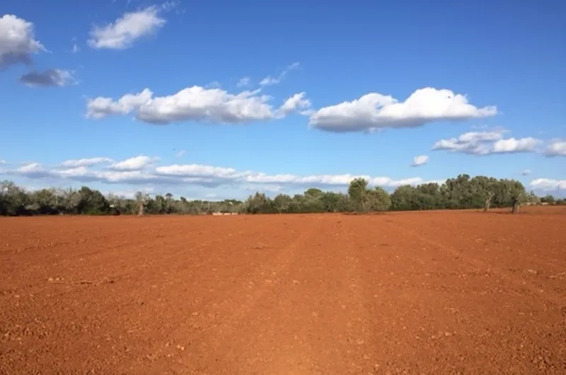 Country Plot of Land between Campos and Felanitx — photo 5
