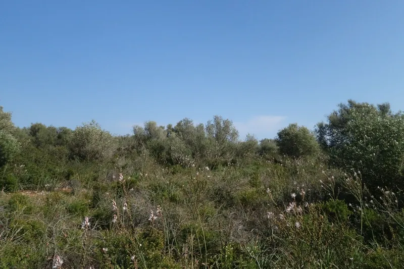 Large building plot near Santanyí with approved project and church views — photo 3
