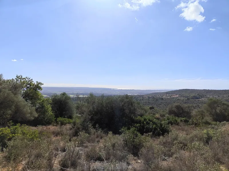 Plot with sea views in Palma — photo 2