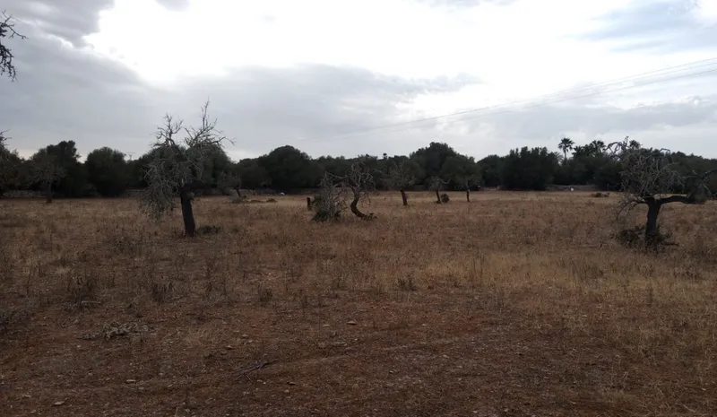 Ultimate rustic plot in Ses Salines, Mallorca for sale — photo 5