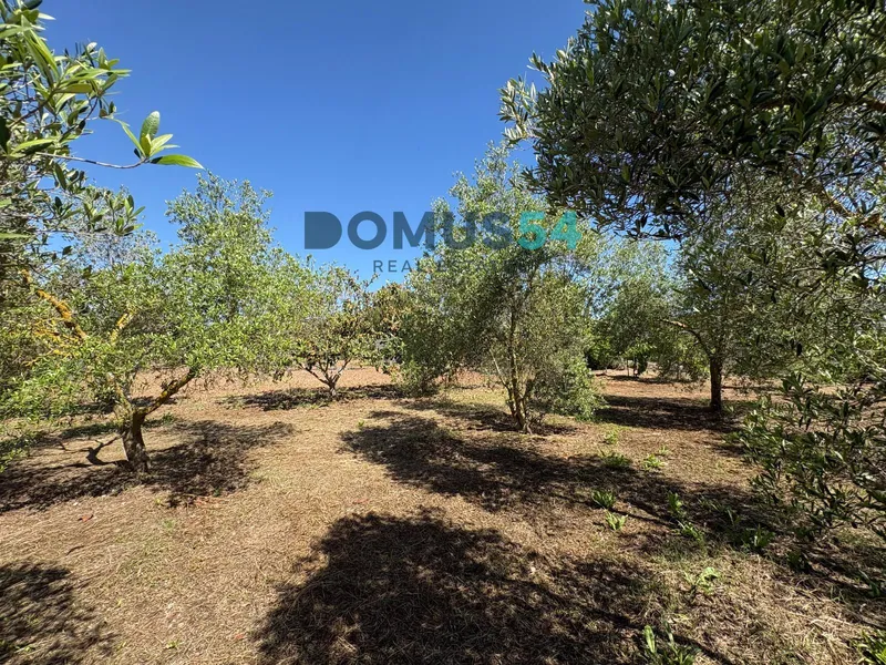 Unbuildable rural land with a shed in Sa Pobla — photo 3