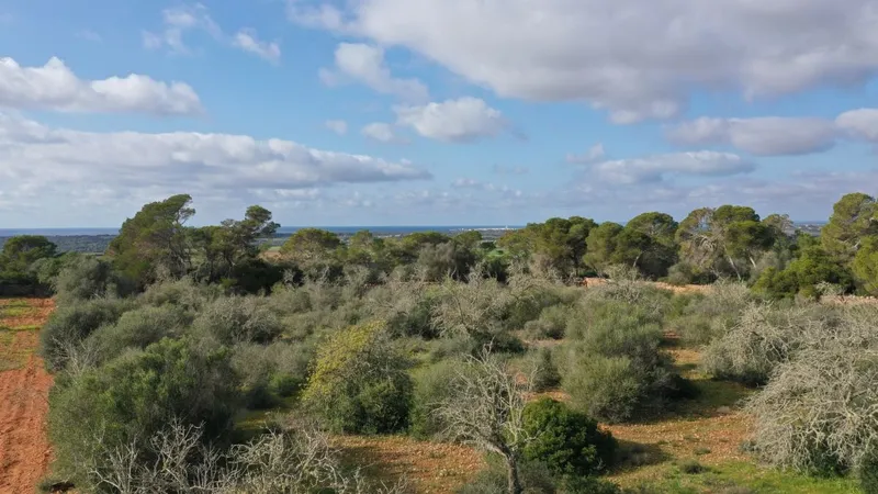 Plot with views to the sea and the island of Cabrera in the beautiful area of Es [...] — photo 3