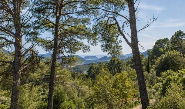 Finca with views over the port and holiday rental licence in Andratx — photo 7
