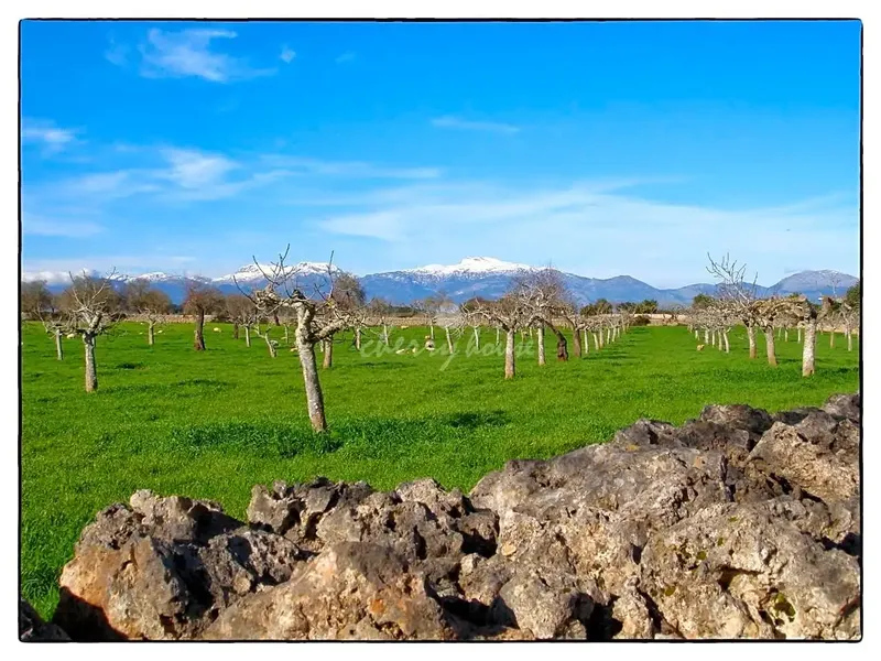 Exclusive rustic estate of Son Marrón, result of segregations of the ancient Islamic farmhouse, which in the year 1232 was called Beni-Taref — photo 1