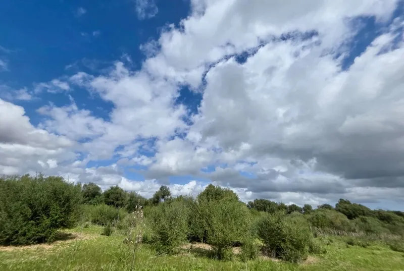 Buildable Plot Sencelles — photo 9
