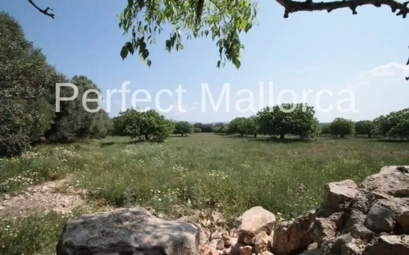 Majorcan country estate near Villafranca de Bonany — photo 10
