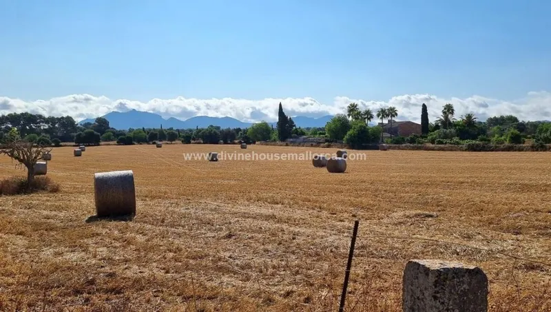 Large rustic finca to renovate in the Son Negre area, Felanitx. — photo 5