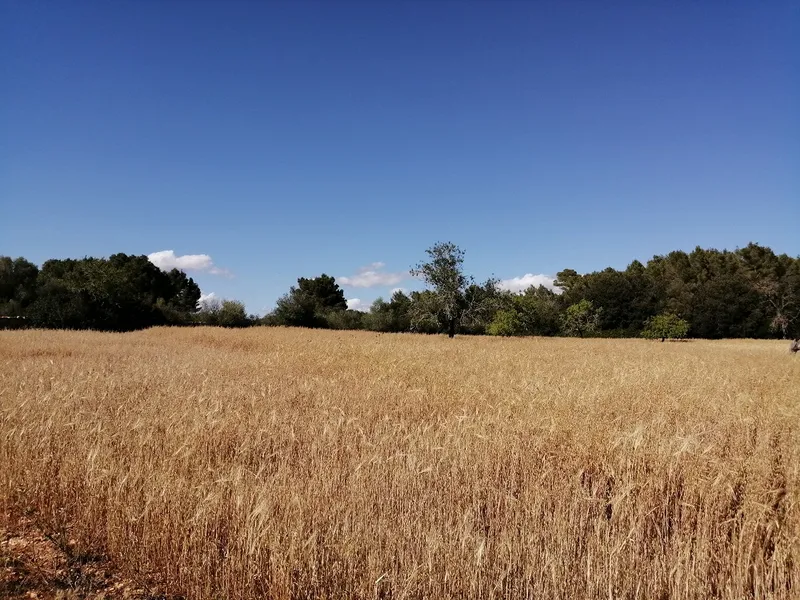 Country Land near Cas Concos — photo 4
