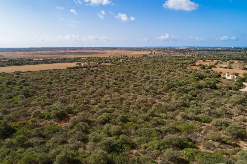 Large finca plot with planning permission and open views near Santanyí — photo 7