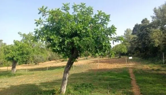 Countryside property in Son... — photo 6