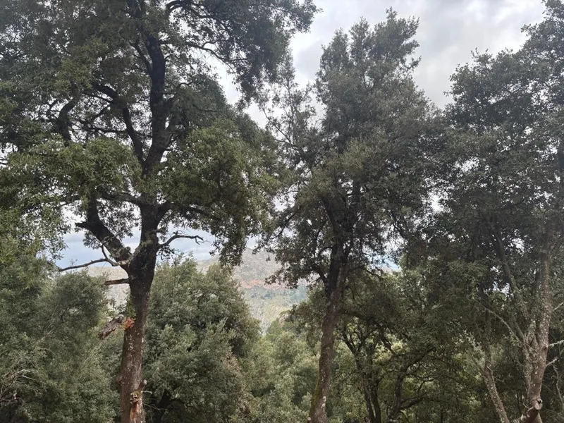 Large Buildable Plot in the Middle of Nature in Sierra de Tramuntana — photo 2