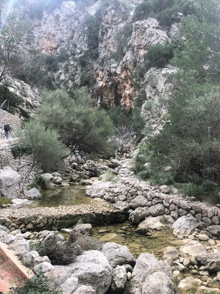 Olive grove in Barranc de Biniaraix — photo 6
