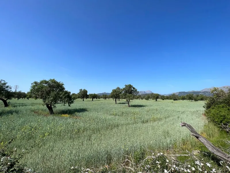 Plot for sale in the countryside of Pollensa — photo 3