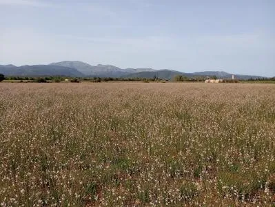 Plot of land - Sa Pobla, plot surface 80378m². — photo 6