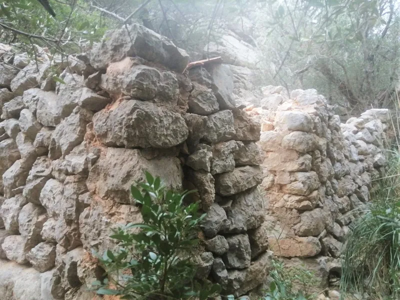 Olive grove in Barranc de Biniaraix — photo 1