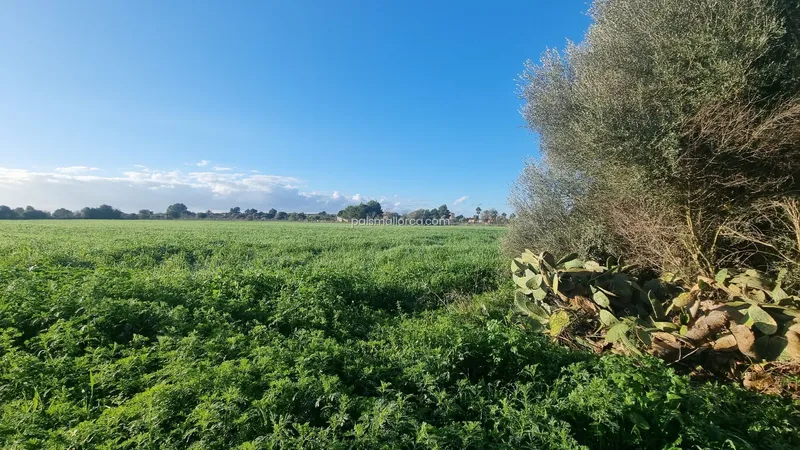 Countryside property in Campos — photo 4