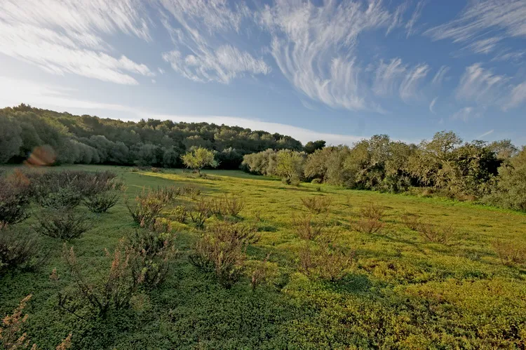 Rustic plot between Felanitx and Portocolom — T 28 VK CM — photo 3