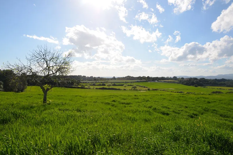 Large building plot with open views near Felanitx at Puig de Sant Salvador — photo 4