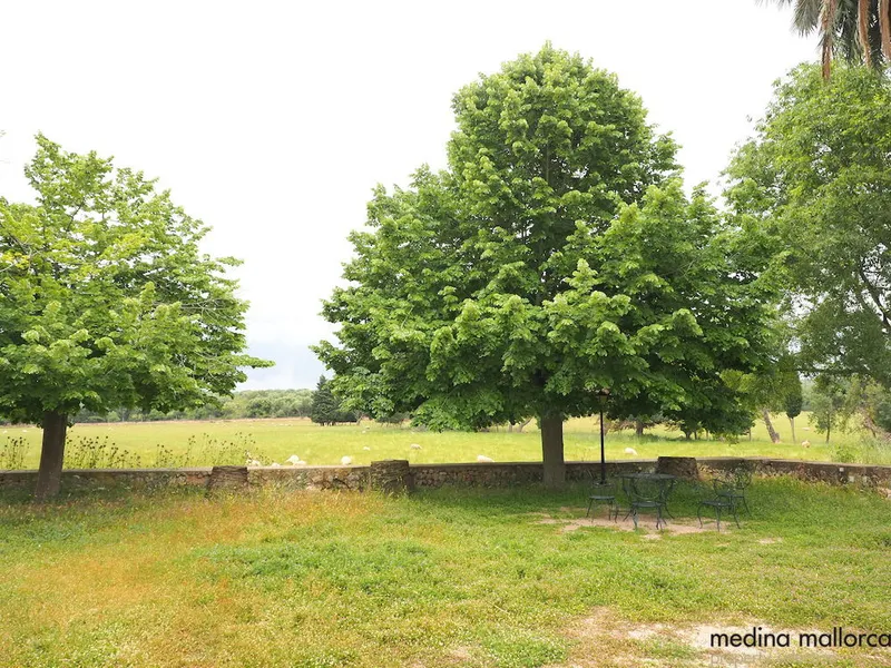 Rustic finca in Maria de la Salut — photo 7