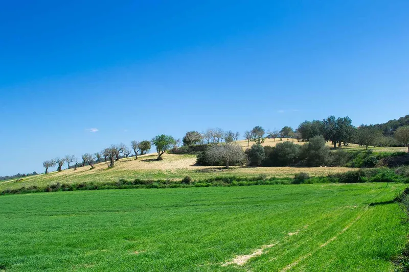 Sineu / Maria de la Salut – Building plot with 21,500 m2 in prime hillside location — photo 6