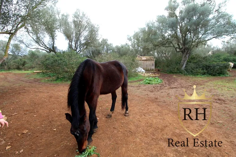 Rustic estate with possibilities to build the house of your dreams — photo 2