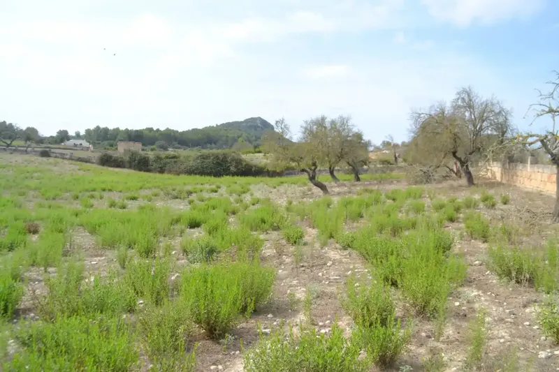 In the middle of Pla de Mallorca, in the municipality of Sineu, we have this finca of about 14,590 m2 of land, fenced finca with several rows of — photo 5