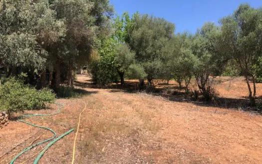 Rustic Finca in Campos — photo 3