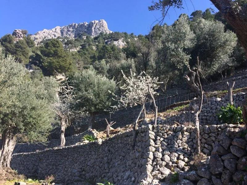 Beautiful olive grove with porch and car access in Fornalutx — photo 9