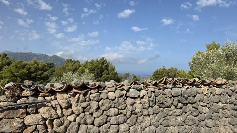 Olive grove in Fornalutx with tool shed — photo 8
