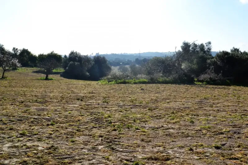 Plot of more than 25000 m2 in Llubí — photo 12