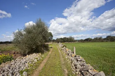 Building land in Manacor — photo 1