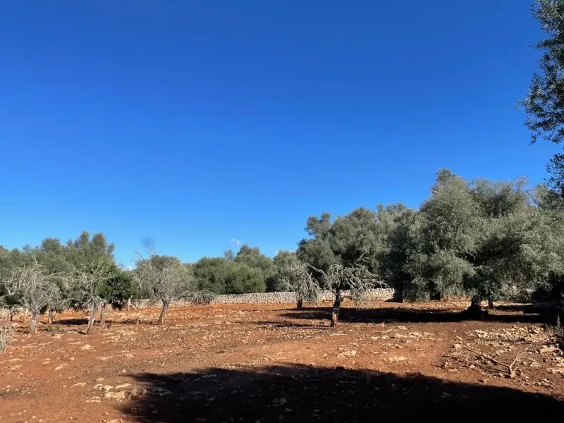 Rustic Farmhouse with Agricultural Classification, Located in the Sineu Area of Mallorca, Known for Its Pleasant Mediterranean Climate, It Has a C — photo 3