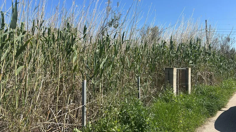 Fenced plot with well – Sa Pobla, Mallorca — photo 2