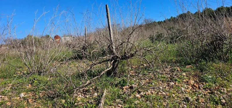 Plot in Santa Maria — photo 3