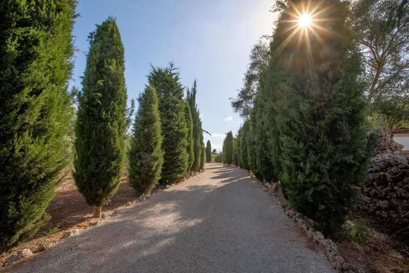 Don't miss the opportunity to live in the countryside, surrounded by nature on a magnificent rustic estate between Sencelles and Santa Eugenia — photo 2