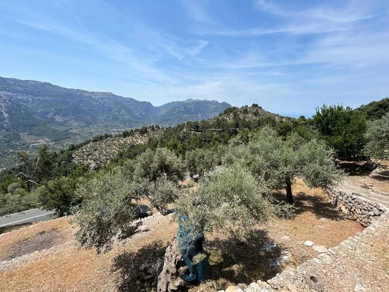 Inmobiliaria Habitat Sóller-Ficha — photo 12