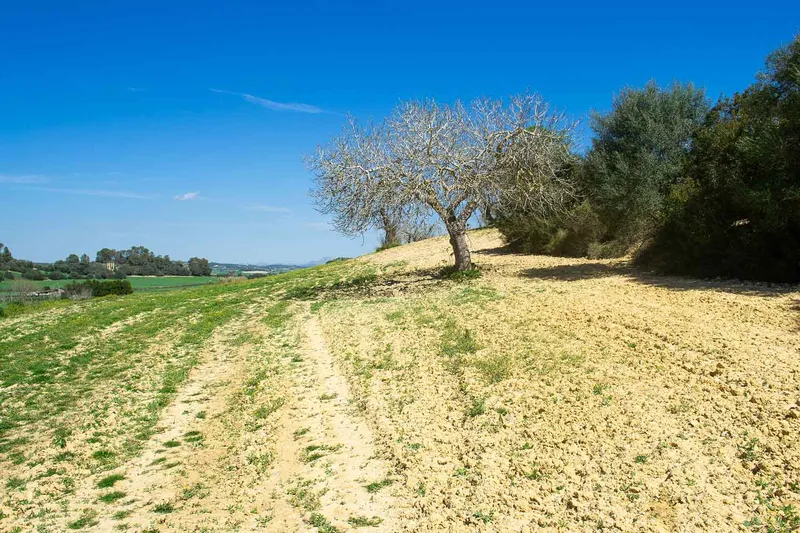 Sineu / Maria de la Salut – Building plot with 21,500 m2 in prime hillside location — photo 5