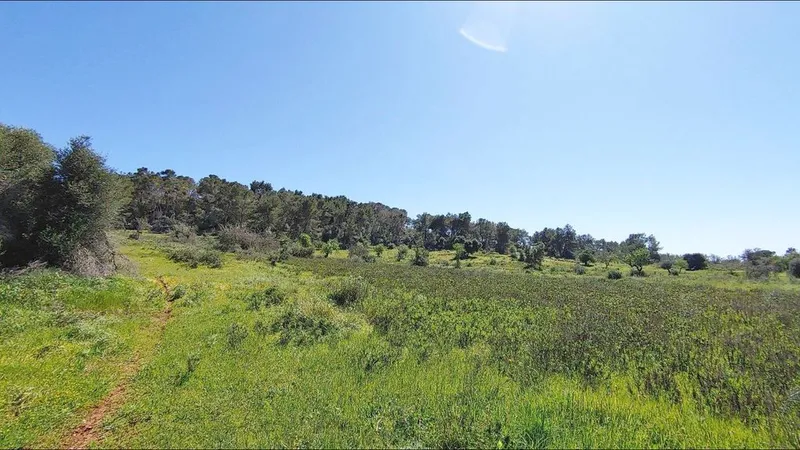 Land in Felanitx, Province of Balearic Islands — photo 4