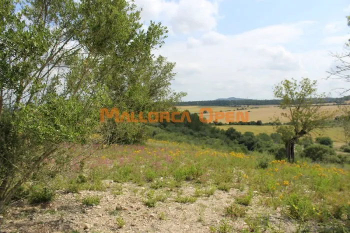 Rustic land for sale in Villafranca — photo 6