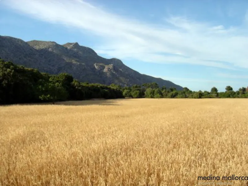 Reformed old finca in the Pollensa area — photo 7