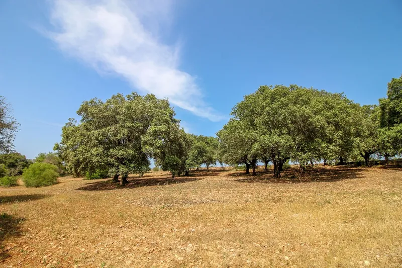 Discreet Listing - Exceptional Ecological Estate near Manacor — photo 12